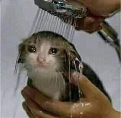 Sad Shower R Sadcats