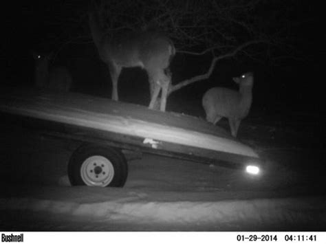Update Dnr Confirms Two Cougar Sightings