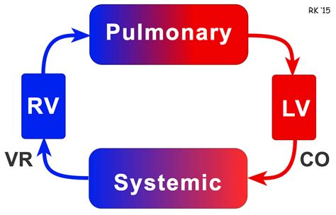 Cv Physiology Venous Return Hemodynamics