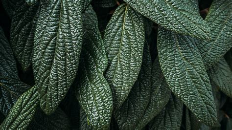 Download Wallpaper 3840x2160 Leaves Plant Macro Green Surface 4k