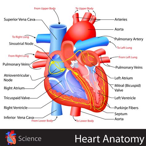 Heart Anatomy