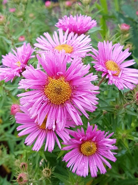 Plant Profiles Asters The Jewels Of Autumn