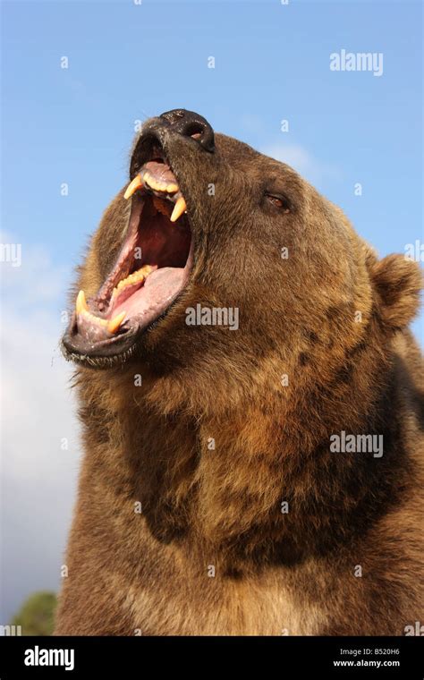 Bear Roar High Resolution Stock Photography And Images Alamy