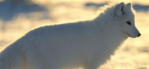 Artic Foxes Naturalanimalworld