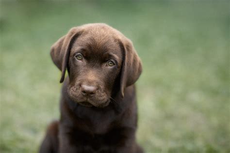 Life Is Short For Chocolate Labradors Cosmos Magazine