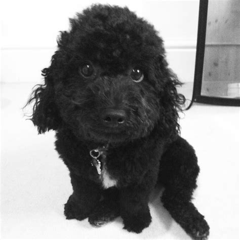 Black Bichon Frise Poodle Mix Puppies