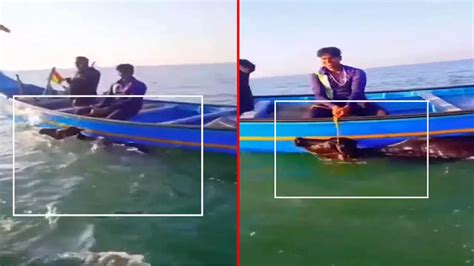 Buffalo Watch Viral Video Buffalo Found Stranded At Sea Rescued By
