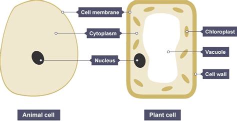 Plant and animal cells have similarities and differences. Animal and plant cells both have a cell membrane ...
