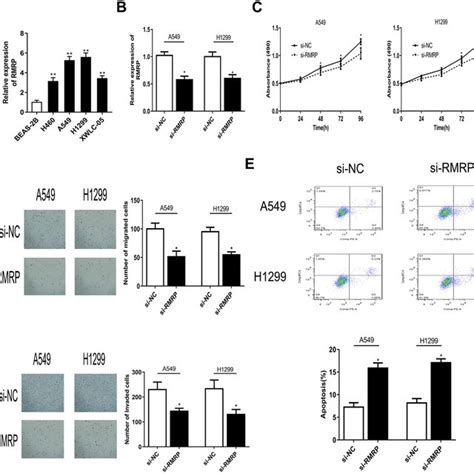 rmrp knockdown suppressed cell proliferation migration and invasion download scientific