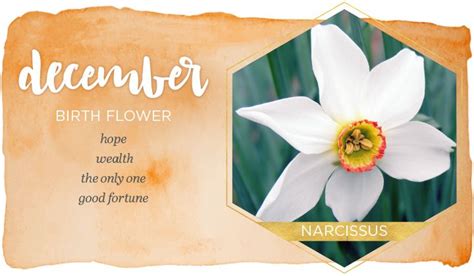 The Narcissus Flowers Name Is Derived From Greek Mythology Narcissus