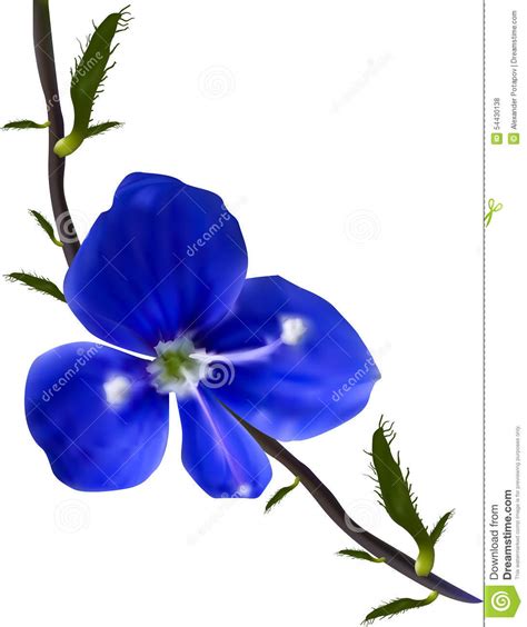 Small Wild Dark Blue Flower Illustration Stock Vector Illustration Of