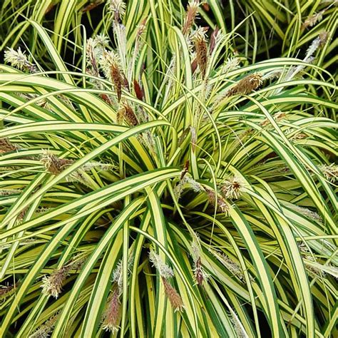Turzyca Trawa Carex Variegata 1 Szt Cena I Opinie Sklep Internetowy