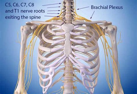 You saw the unlabeled form in the previous discussion of the switch statement. Diagram Of Common Back Bone Break - Thoracic Spine Anatomy And Upper Back Pain - whitewatcher ...