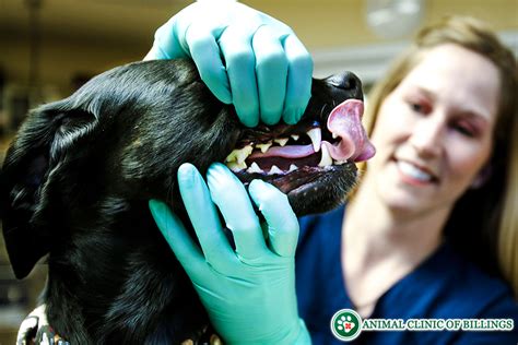 Pet Dental Care Animal Clinic Of Billings