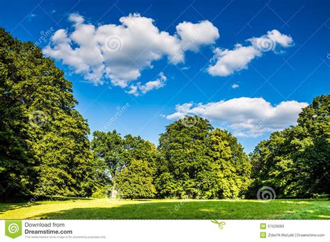 Park With Green Grass Trees And Deep Blue Sky Stock Photo