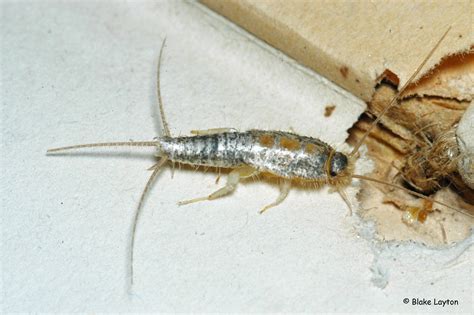 Silverfish Vol 4 No 5 Mississippi State University Extension Service