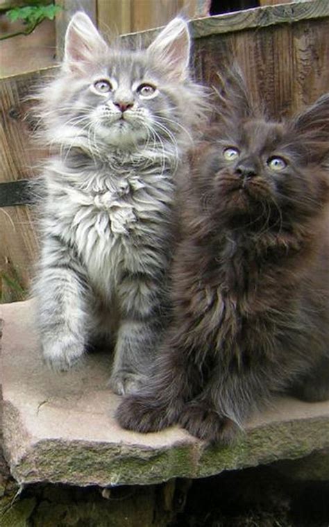 20 Best Amazing Pictures Of Maine Coon Cat Fallinpets