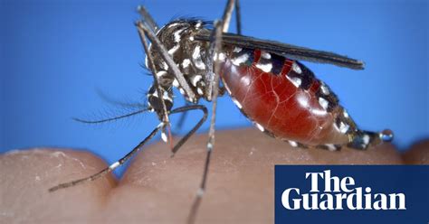 sterile mosquitoes released in china to fight dengue fever world news the guardian