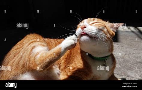 Scratching Face High Resolution Stock Photography And Images Alamy