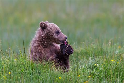 Grizzly Bear Cub Licking Foot Fine Art Photo Print Photos By Joseph C Filer