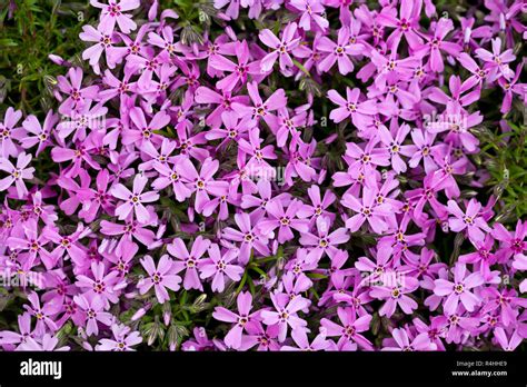 Aubrieta Cultorum Pink Or Purple Small Flowers Stock Photo Alamy