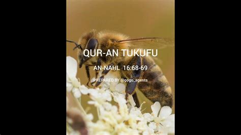 Qur An Tukufu Na Tafsiri Yake Surah An Nahl Nyuki Asali 16 68