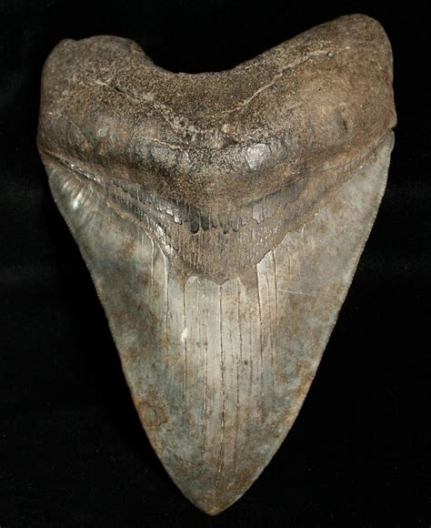 477 Megalodon Tooth Georgia River Find 6314 For Sale