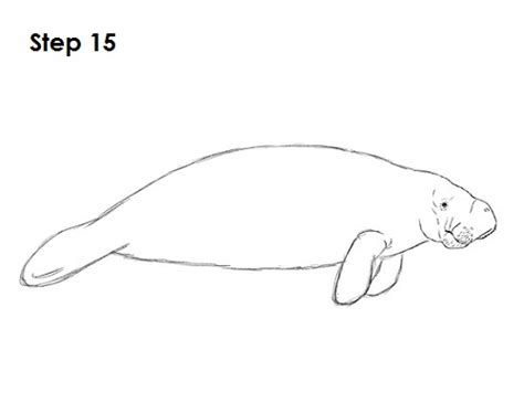 How To Draw A Manatee
