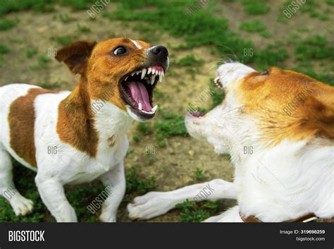 Two Dogs Fighting On Image And Photo Free Trial Bigstock