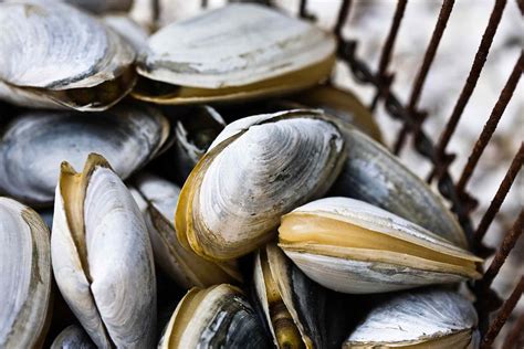Different Types Of Clams