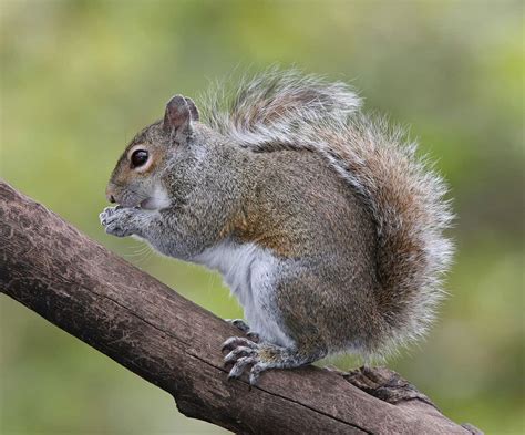 Pet Squirrel Surveyqust
