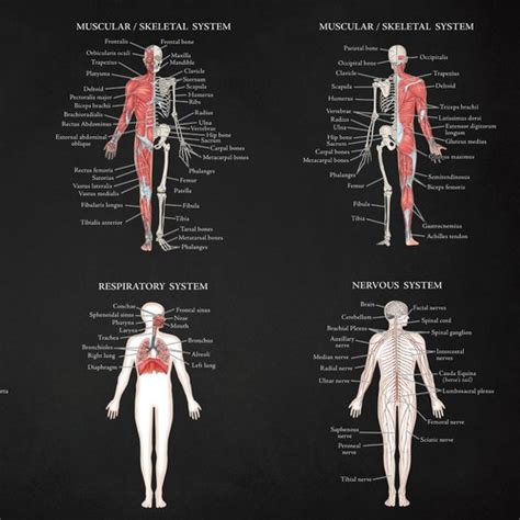Anatomy Designs 65 Anatomy Design Ideas Images And Inspiration In