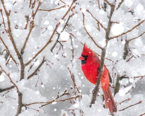 A Cardinal In The Snow One Of Winters Most Beautiful Visions