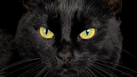 Black Cat Eyes Wallpaper 69 Images