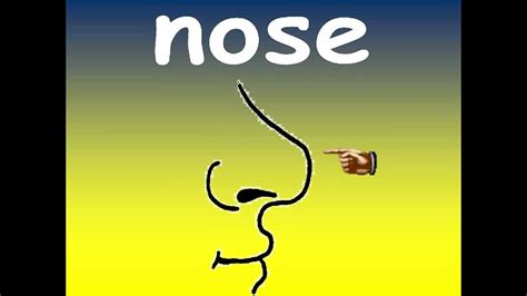 The nasal septum comprises bone and cartilage in the nose and separates the nasal cavity into two fossae. BODY PARTS HEAD, EYES, NOSE, EARS, HANDS, LEGS - YouTube