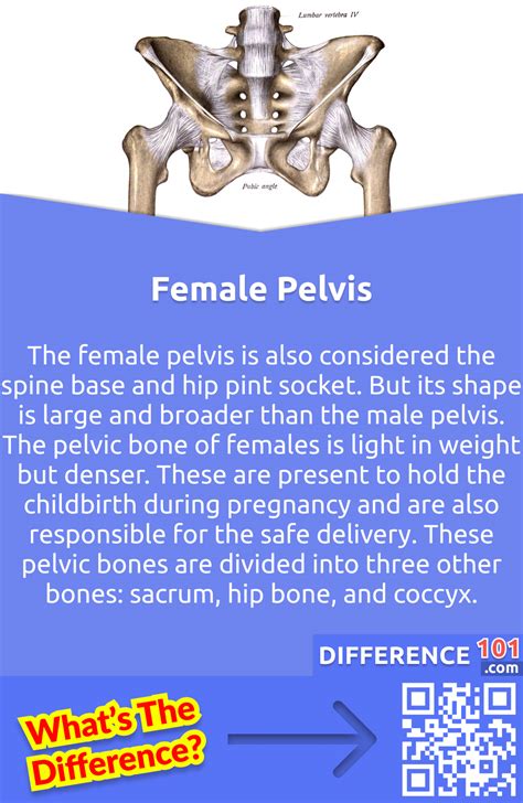 Male Vs Female Pelvis Key Differences Pros Cons Similarities Difference