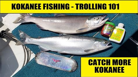 How To Catch Kokanee Salmon Trolling Gear Tips Youtube