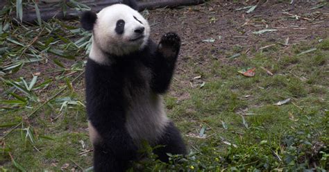 Giant Pandas 60 Minutes Reports On The Giant Pandas Comeback From