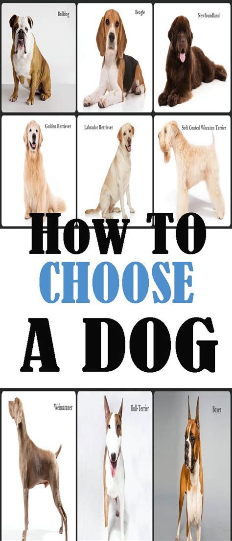 How To Choose A Dog Tips Best Dogs For Kids Dogs And Kids Choosing