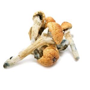 Penis Envy Magic Mushrooms Magic Mushroom Information