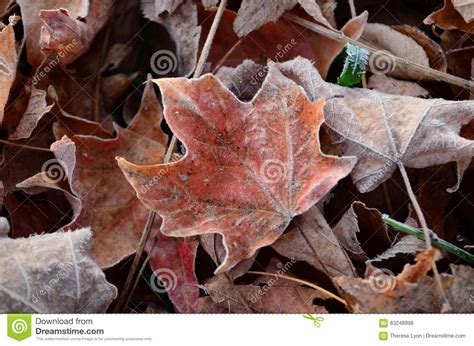 Frost Formed Ice Crystals On Fallen Leaf Stock Photo Image Of Early