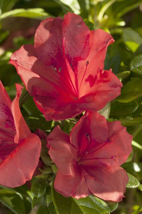 Azalea Evergreen Encore ‘autumn Sunset Uncle Johns Home And Garden