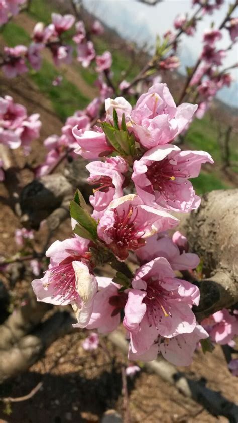 Come riconoscere 6 alberi da frutto dai loro fiori. Alberi da frutto in fiore | Azienda Agricola Corte Fontana