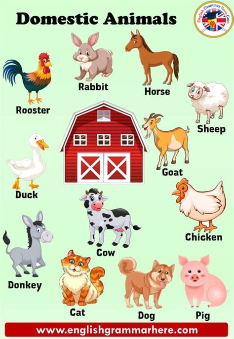 Domestic Animals Names Definition And Examples English Grammar Here