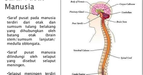 Laporan kuliah lapangan laboratorium universitas pendidikan indonesia. Sistem Saraf pada manusia | Tiga Fungsi utama sistem saraf ...