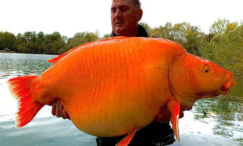 صور رجل يصطاد سمكة كارب ذهبية عملاقة تزن أكثر من ثلاثين كيلوغراما يُطلق عليها الوحش