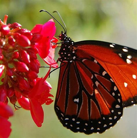 Red Butterfly Beautiful Butterflies Butterfly Monarch Butterfly