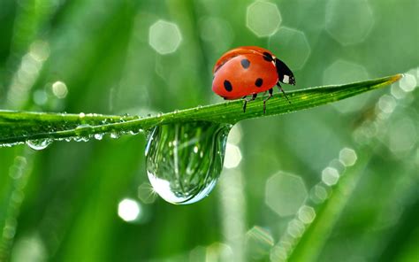 Lady Bug Wallpapers Wallpaper Cave