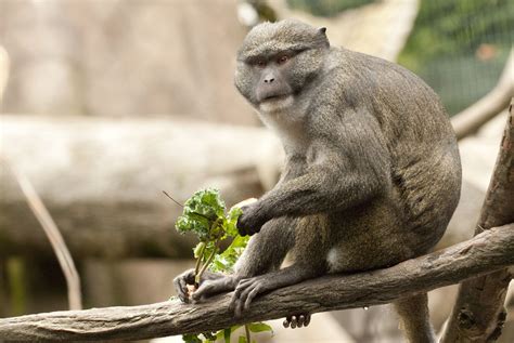 Allens Swamp Monkey Allenopithecus Nigroviridis Zoo San Diego Zoo