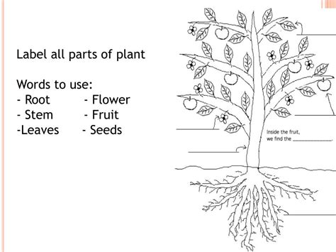 Ppt Plants Roots Stems Leaves Seeds And Flowers Powerpoint